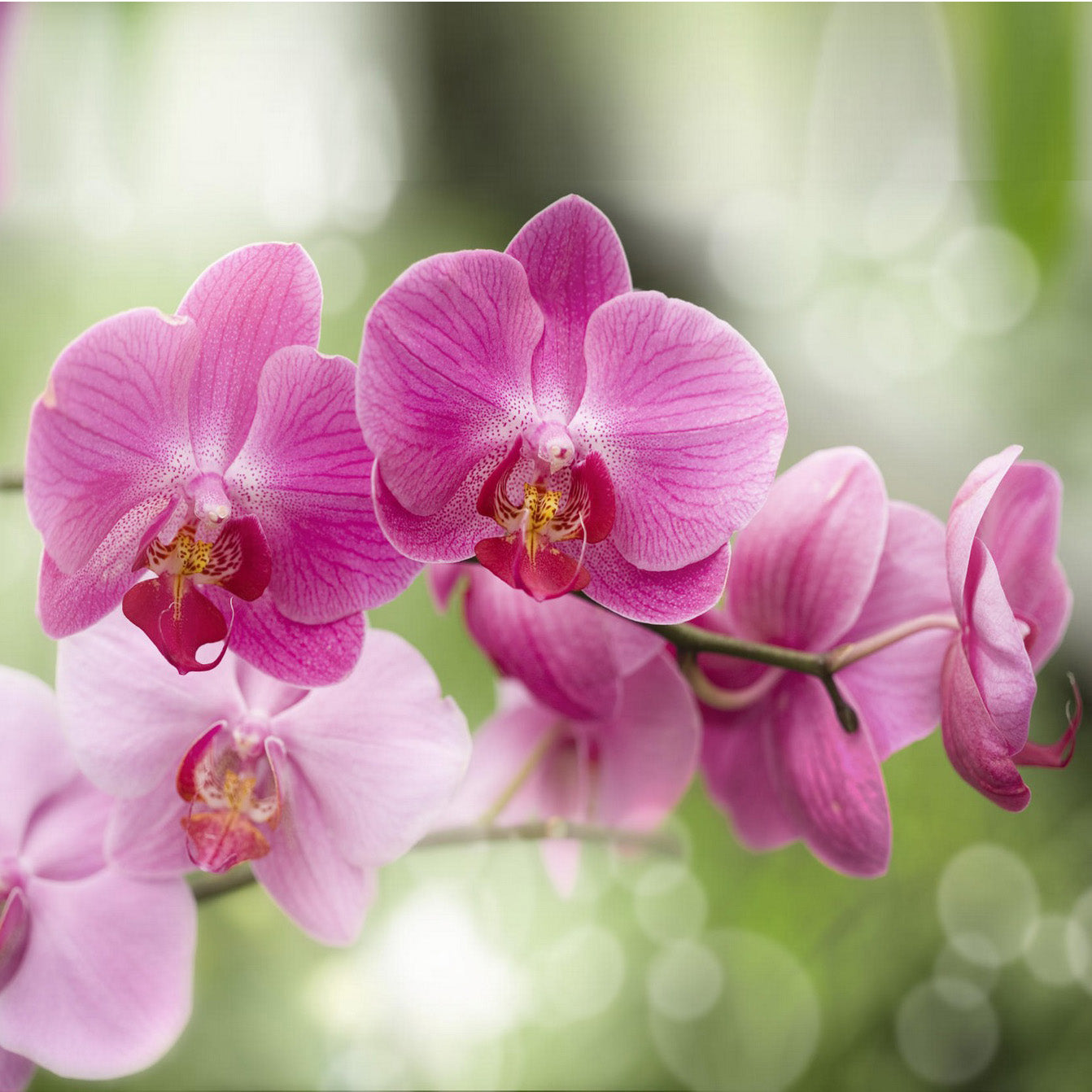Orchid - the elegant ageless flower | Native Essentials Skin Care
