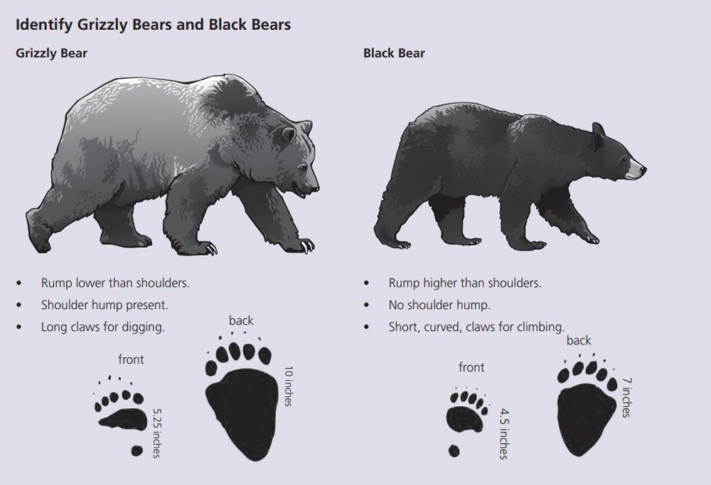 Grizzly bear vs black bear