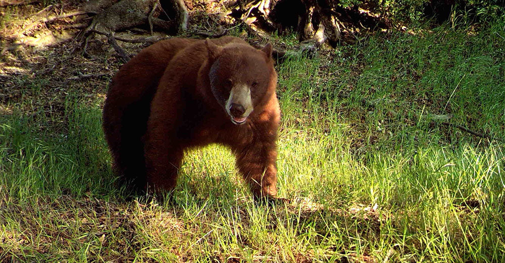 trail safety for bear encounters and attacks