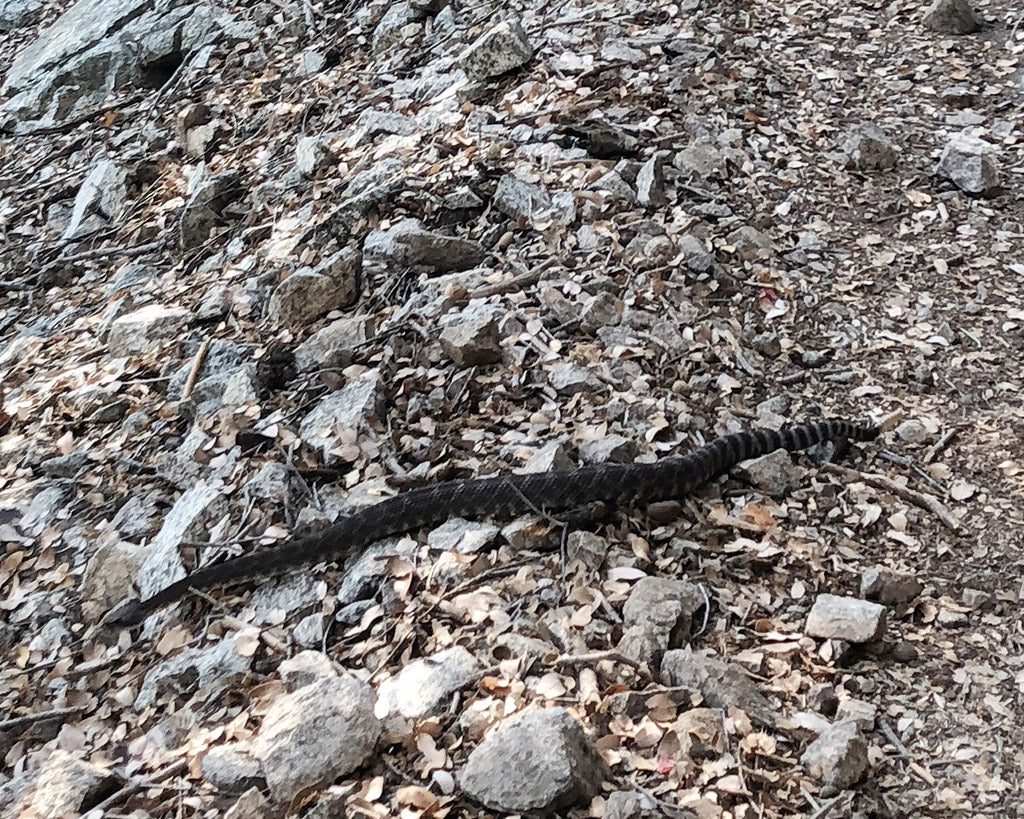 Rattle snake on trail