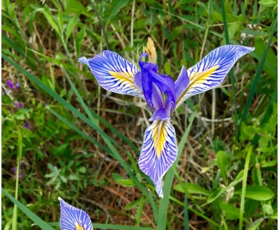 A pretty purple and yellow flower.