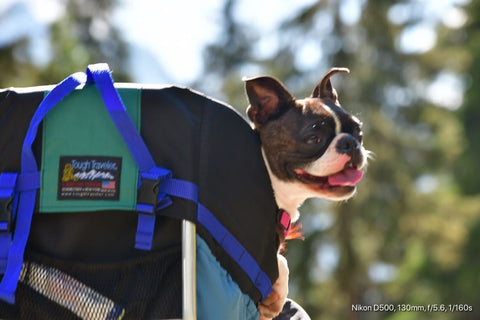 Dog Carrier Backpack for Hiking