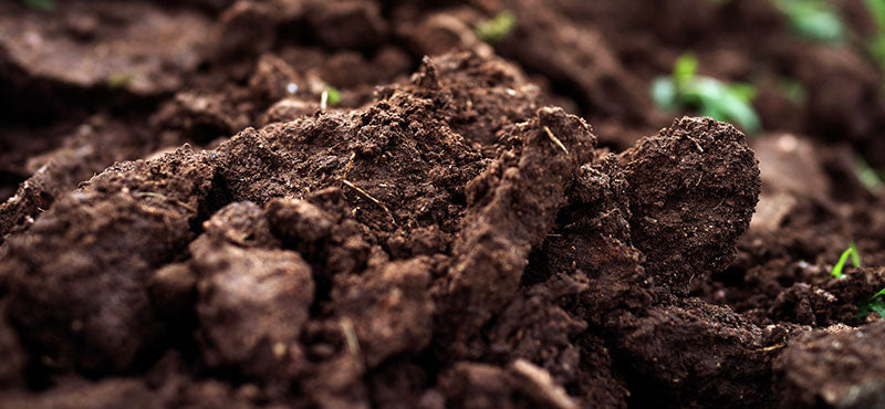 Soil from Eden Valley Biodynamic Farm
