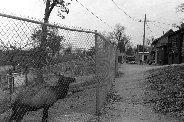 Elk pen at Weed Park Zoo, 1977. -- Muscatine Journal