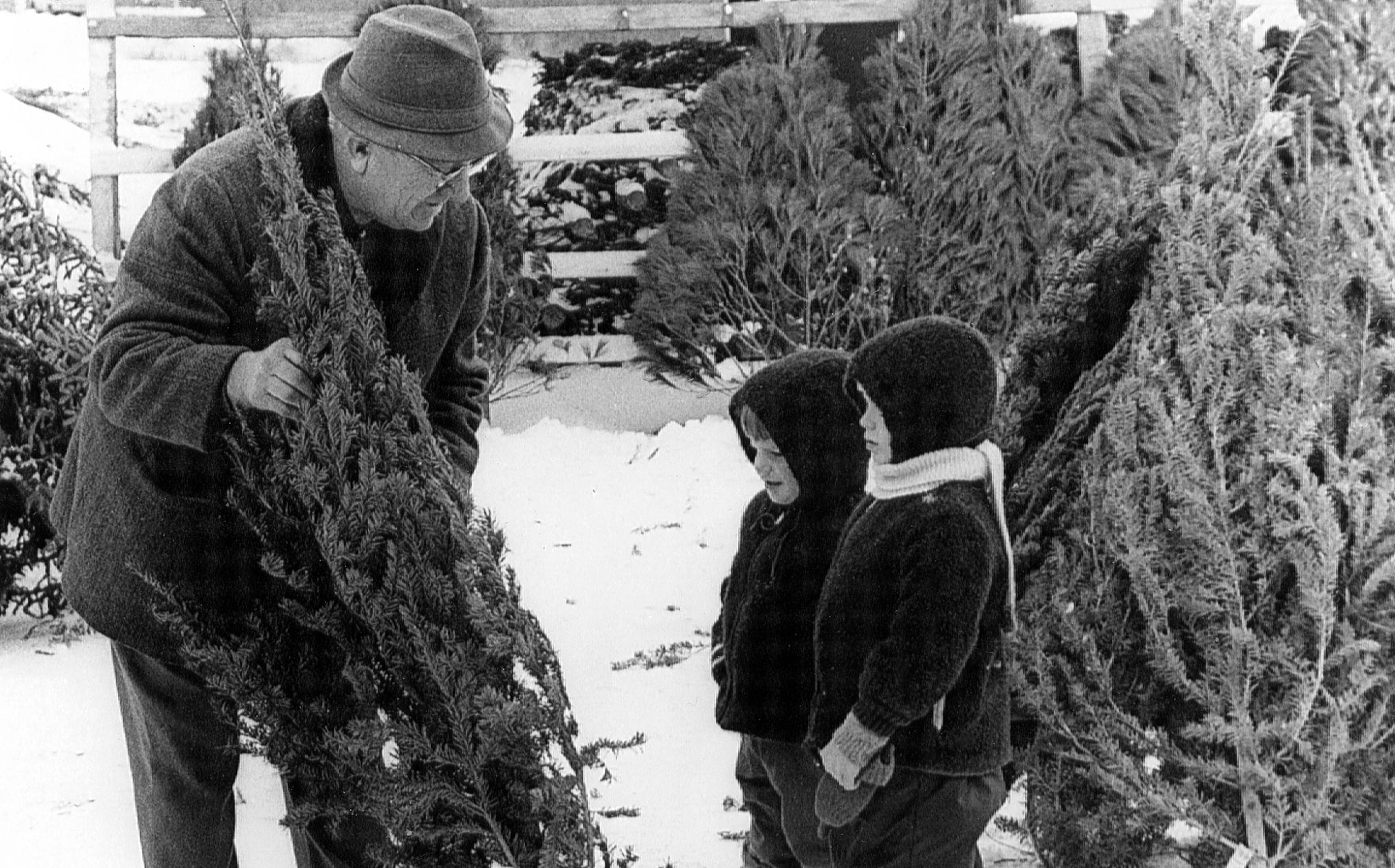 Grandpa Steckler helps Todd and Scott Steckler choose a Christmas tree in the Mandan Lions Christmas tree lot, Mandan, 1969. -- Helen Steckler