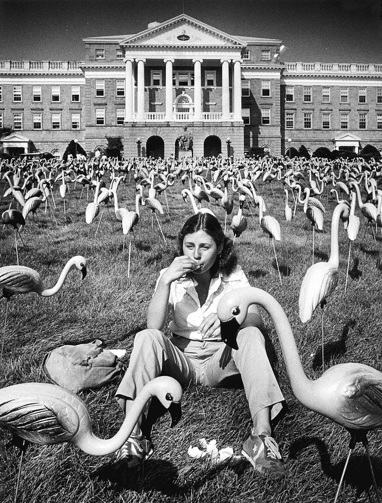 Among the most well-known pranks at UW-Madison was the 1,008-strong flock of pink flamingos that appeared in September 1979, on Bascom Hill. Varjian, who helped pull off the stunt, said the problem of storing the 84 dozen flamingos was solved when students began taking them. -- L. Roger Tuner / Wisconsin State Journal