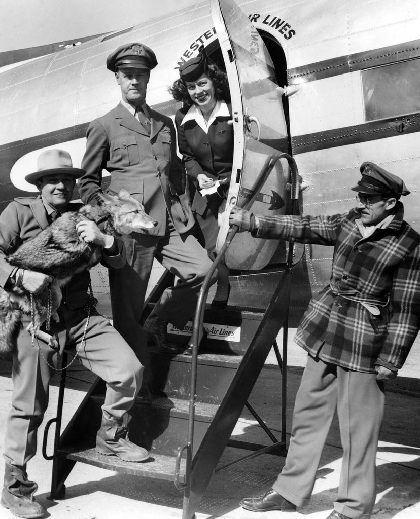 “Coyote” Fred Borsch and Tootsie the Singing Coyote promoting the new Western Air Lines Spearfish-Rapid City route, 1958. -- Courtesy Deadwood History, Inc.