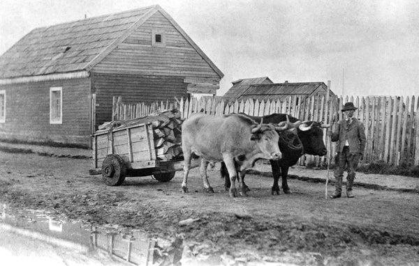 Ox cart in an alley behind front-row quarters, Mare Island Naval Shipyard, 1860. During Mare Island’s early years, ox carts were used to haul cord wood, equipment and other supplies. The first team of oxen was brought to Mare Island during the Navy Yard’s first week of operation in 1854. -- Courtesy Vallejo Naval and Historical Museum