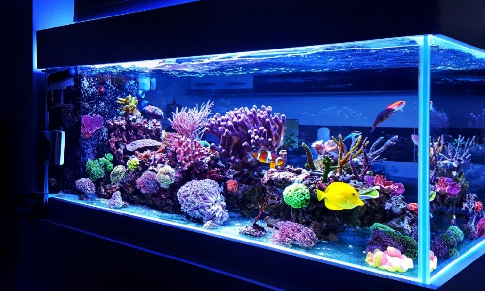 Balling Vies Aan The Importance of PAR in Your Coral Reef Tanks | World Wide Corals
