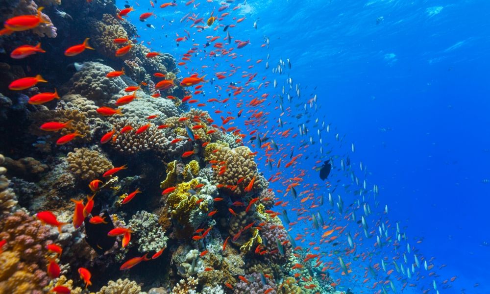 https://worldwidecorals.com/blogs/news/what-do-coral-reefs-need-to-survive