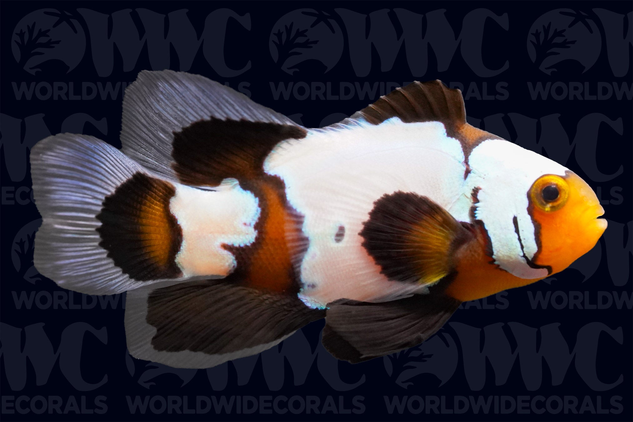 ocellaris clownfish pair