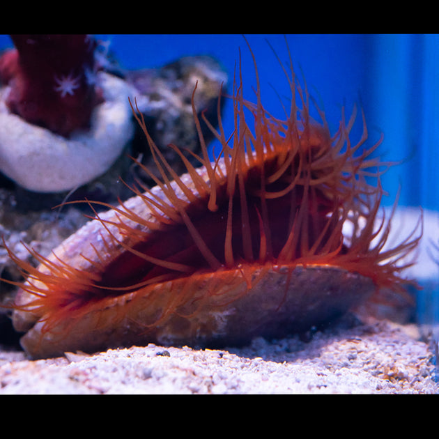 Aquarium Invertebrates for Sale | Saltwater Inverts for Tanks