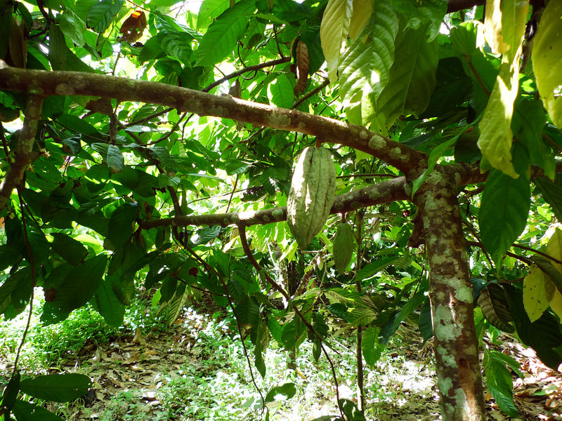 ocho-pacific-cocoa-plantation-pods