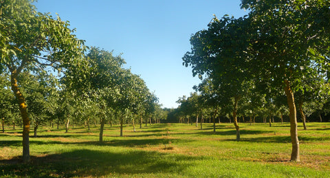 Aylsebury Walnuts for Trickett's Grove