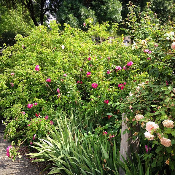 Old Rose Repository in Angaston in the Barossa Valley, South Australia.