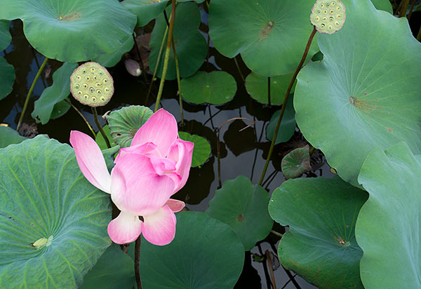 Lotus flower in Ubud.