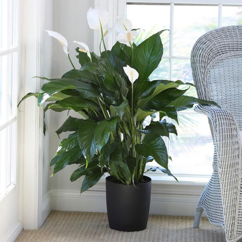 peace lily