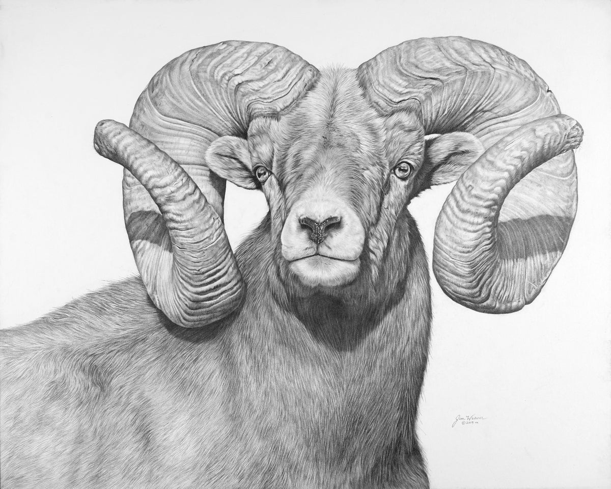 Bighorn Sheep Jim Weaver Pencil Art