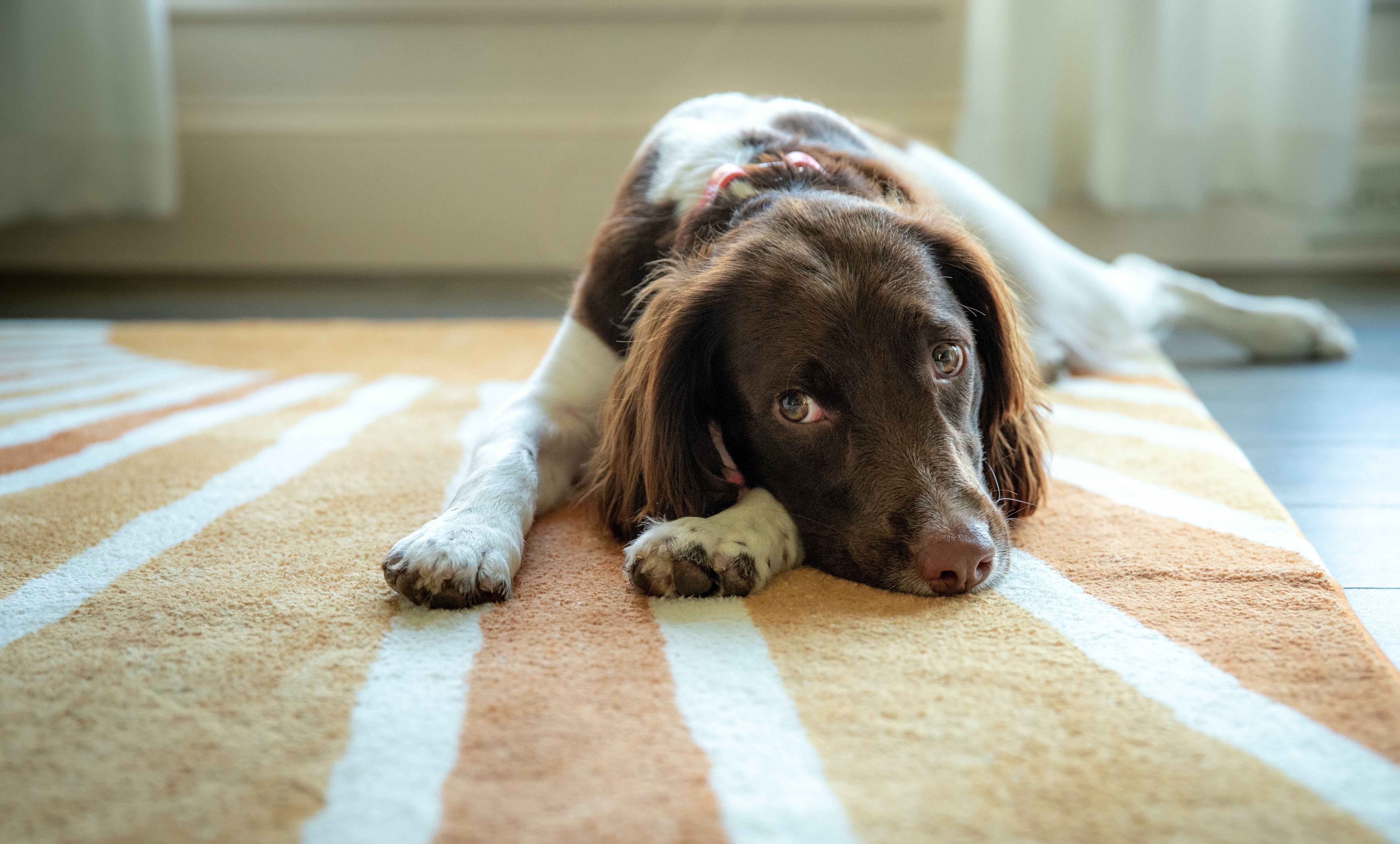 can dogs catch thrush from humans