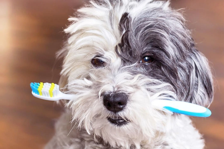 Small scruffy dog holding toothbrush in mouth