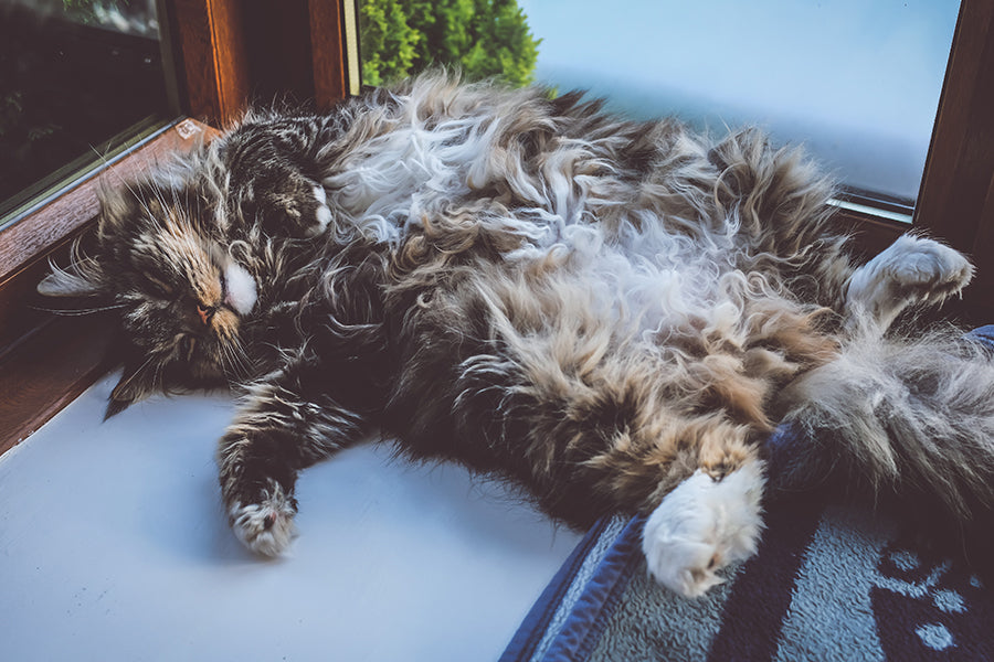 Really fluffy cat relaxing on its back