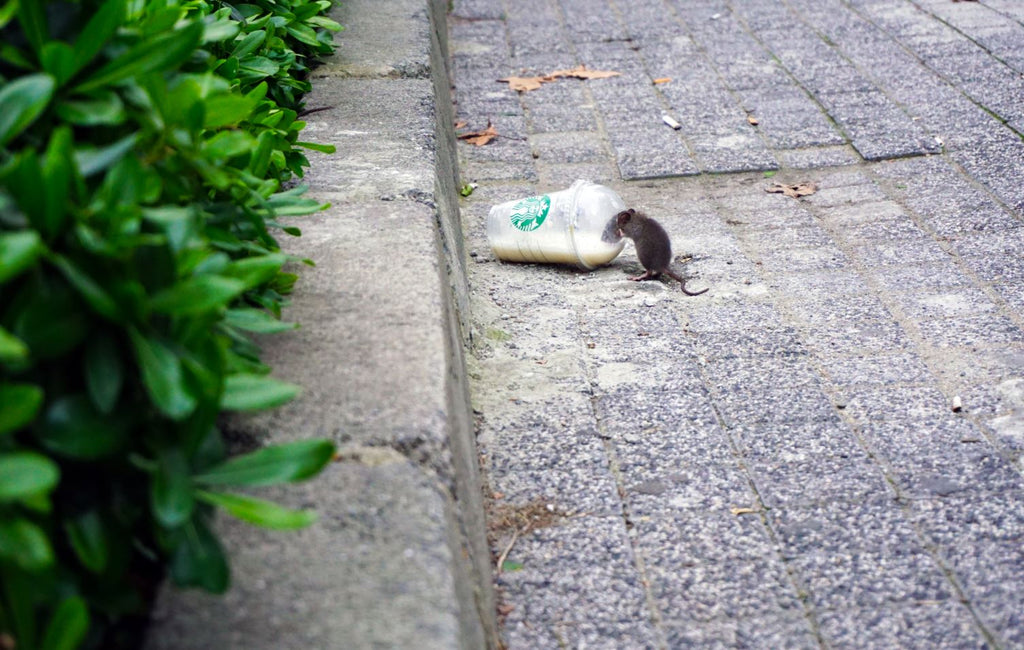 Rat drinking from a Starbucks cup on the pavement