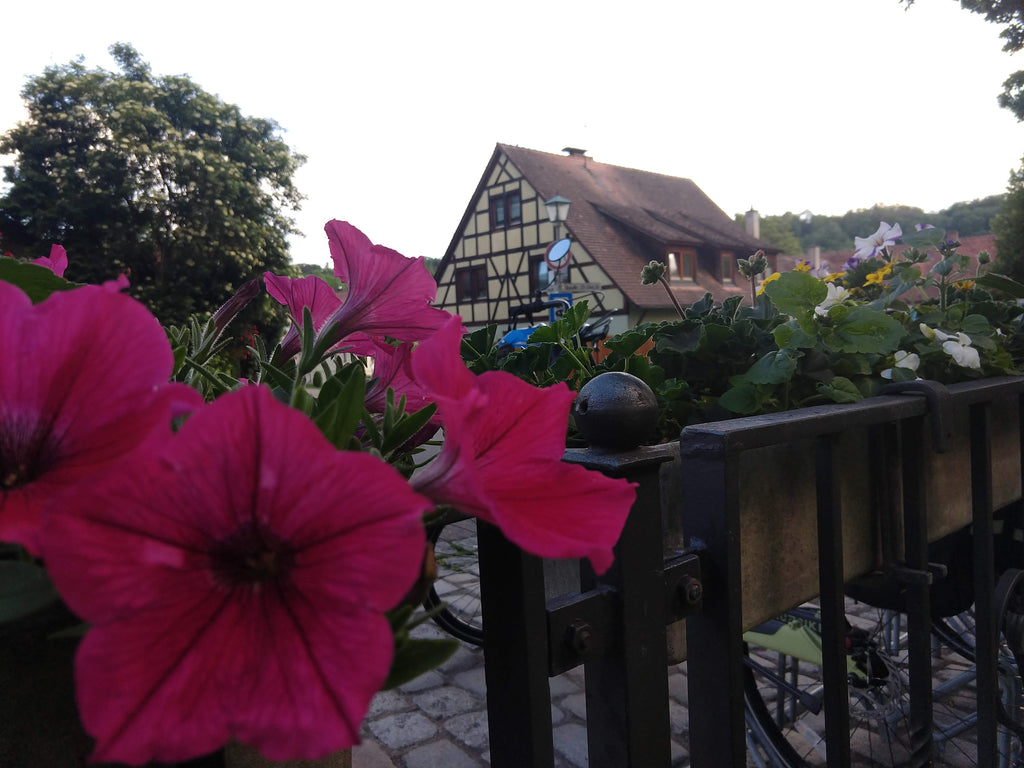 Photo of petunias in the foreground and Bavarian architecture in the background