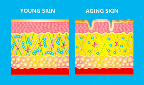 Young Skin versus Aging Skin Diagram