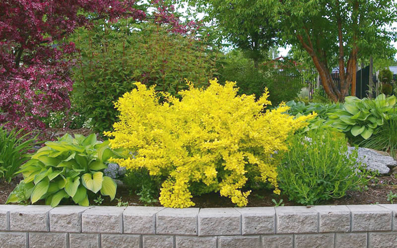 Dwarf Golden Barberry 1 Gallon Exceptionally Bright Foliage Make F Online Orchards