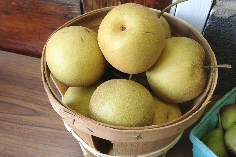 Asian pear tree in kentucky