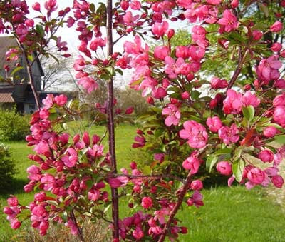 All About Flowering Crabapple Tree