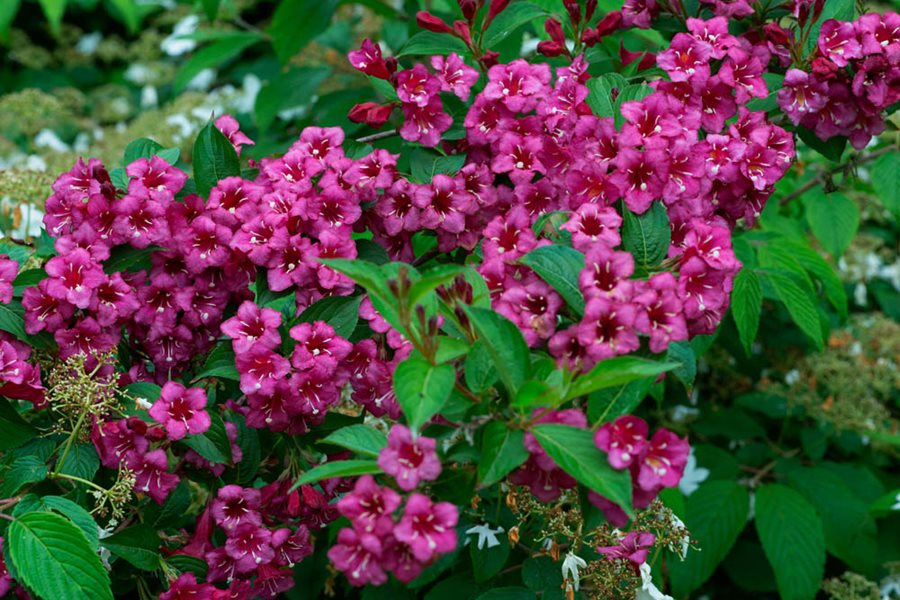 Weigela (1 Gallon) - Innumerable fuchsia-colored bloss – Online Orchards