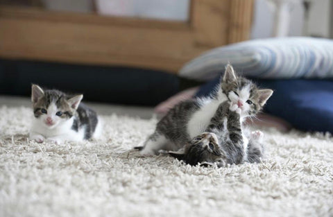 lovely kittens playing on a soft carpet