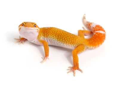 Baby Sunglow Leopard Gecko