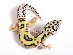 gecko leopard emerine bold mask halloween female also