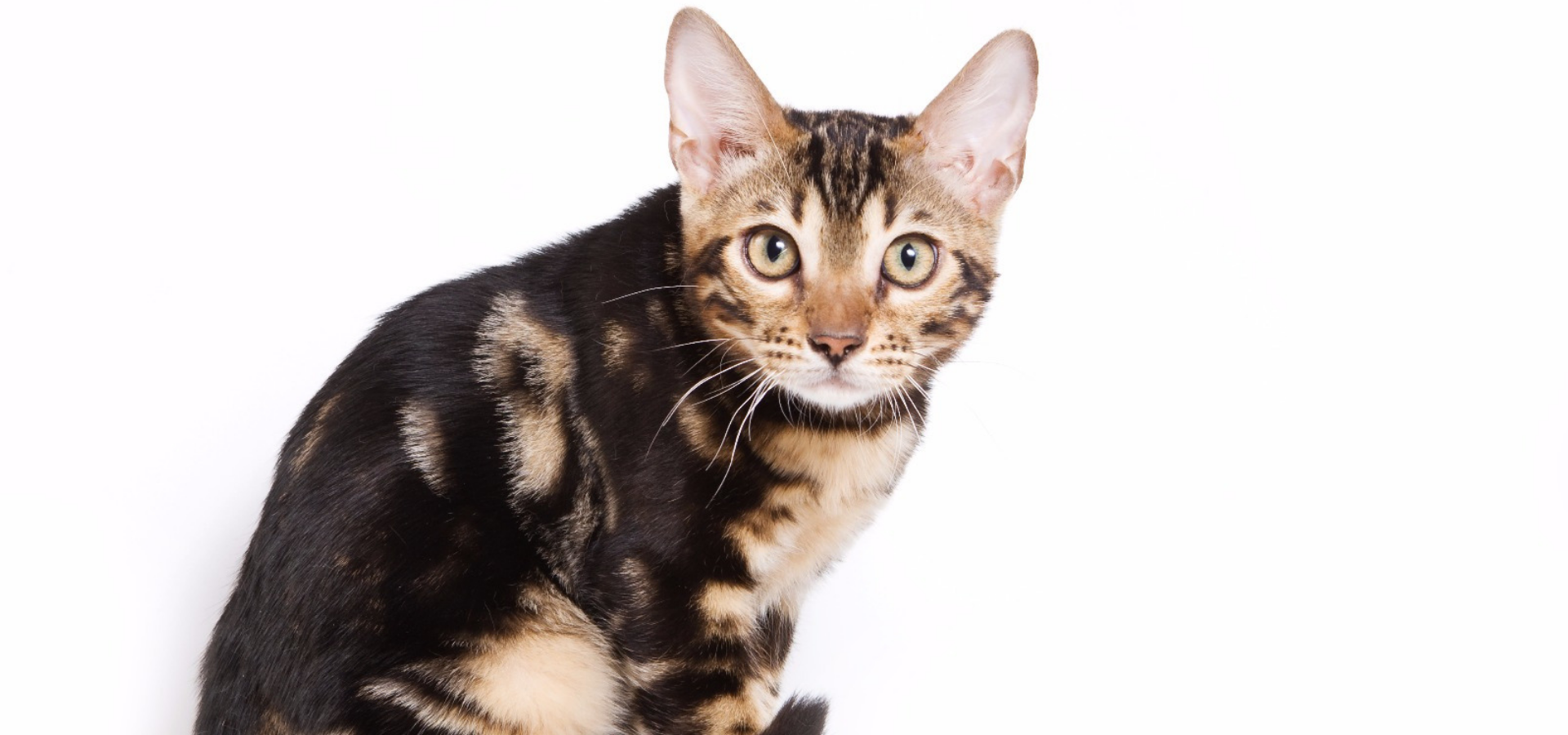 Solid Bengal Cat