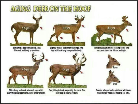 How a whitetail's body size changes as it ages