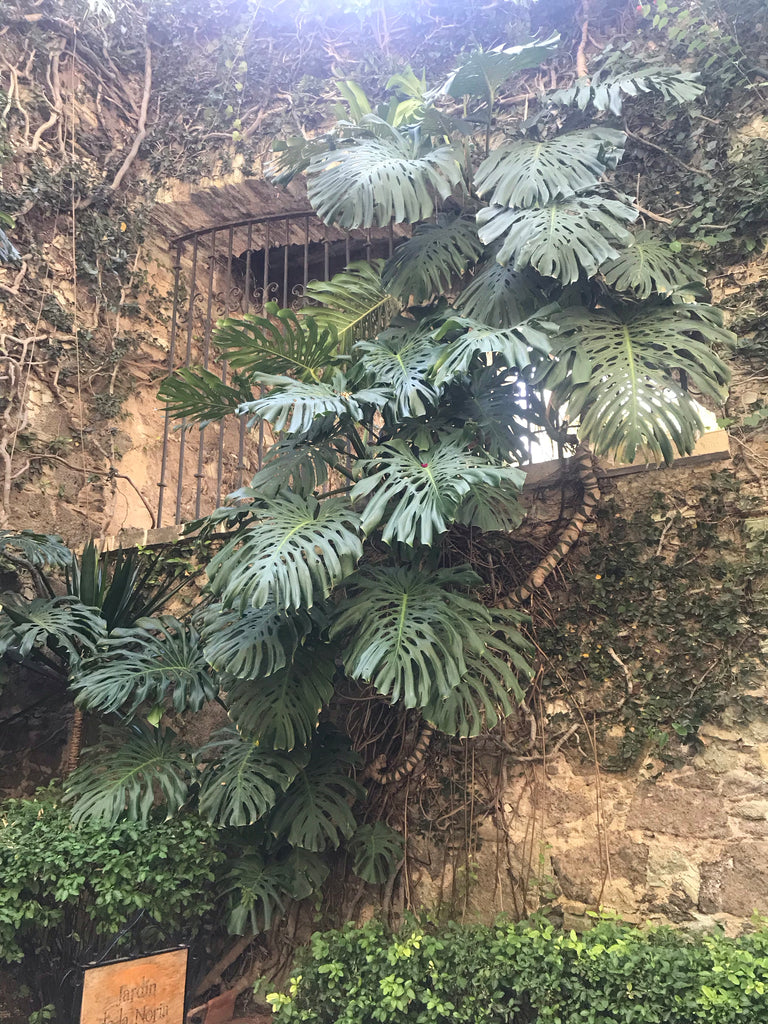 ex-hacienda_san gabriel de barrera_gardens_monstera_climbing_