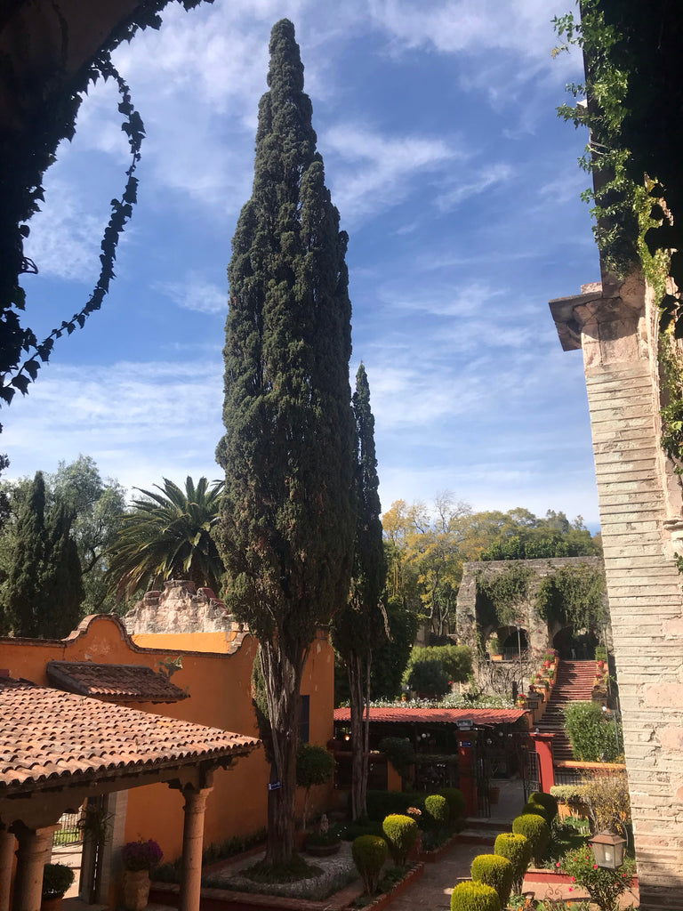 view_gardens_ex-hacienda_san gabriel de barrera_cypress_trees