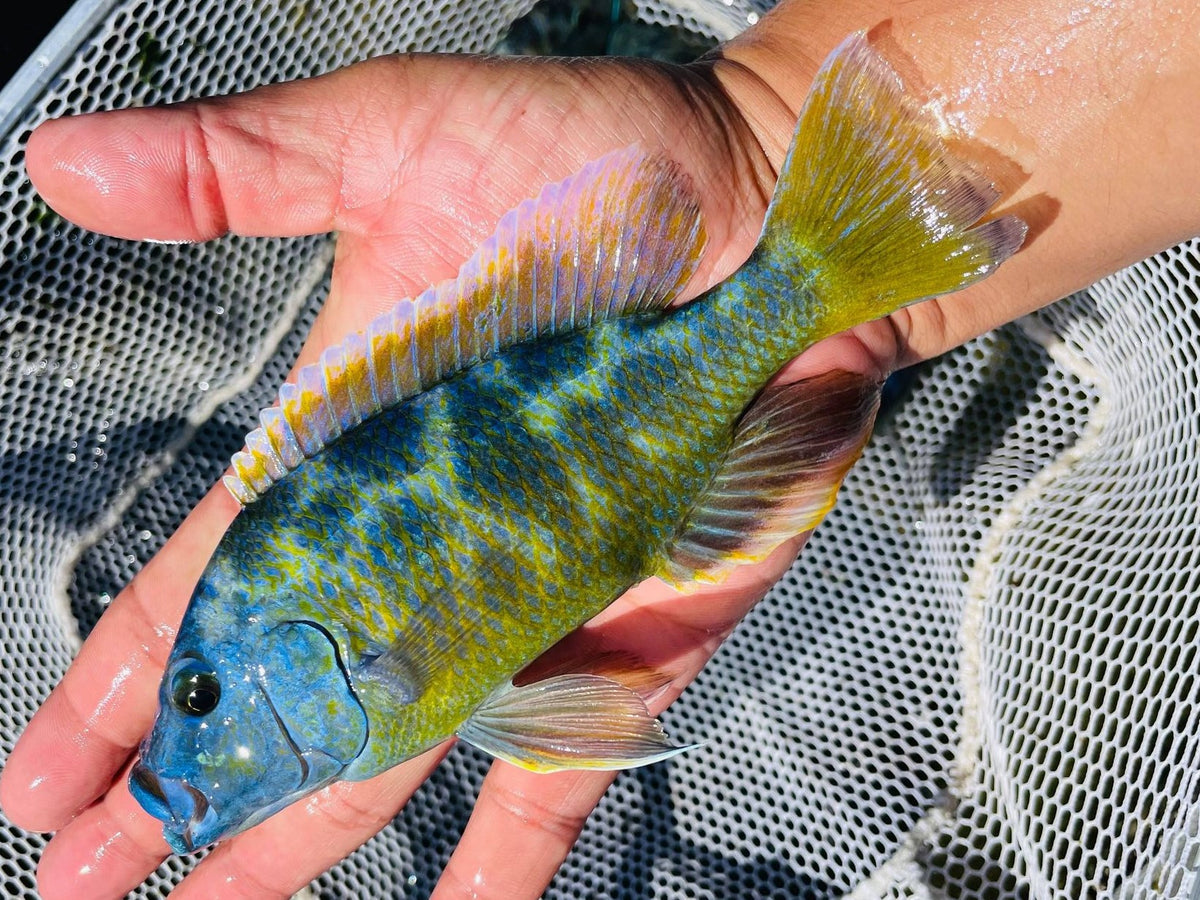 angel fish freshwater