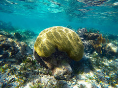 arrecife tulum