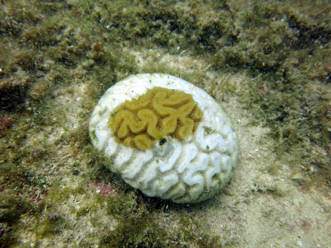 blanqueamiento coral