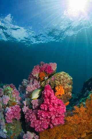 coral reefs