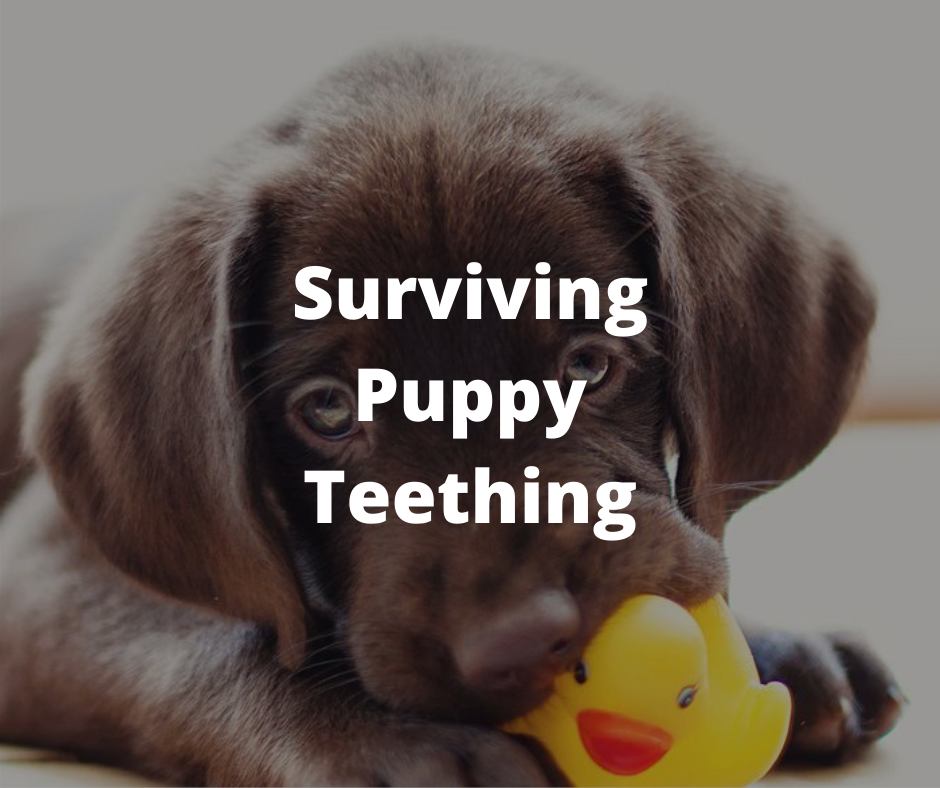 how can i get my puppy to survive teething
