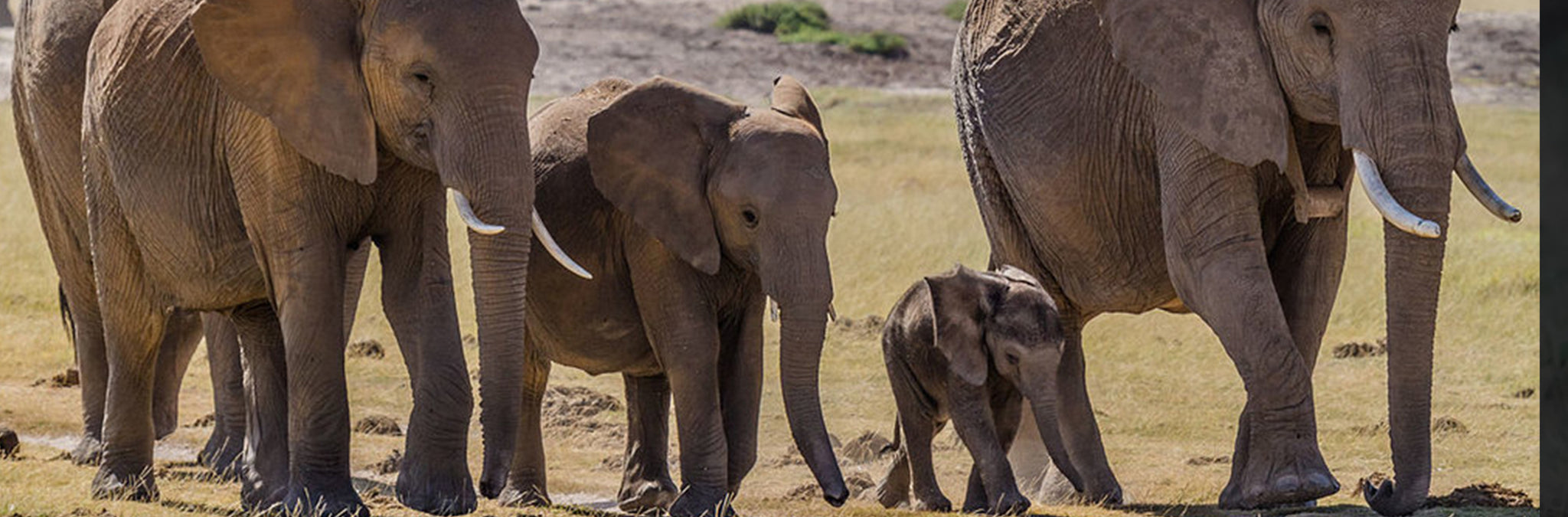 Elephant family