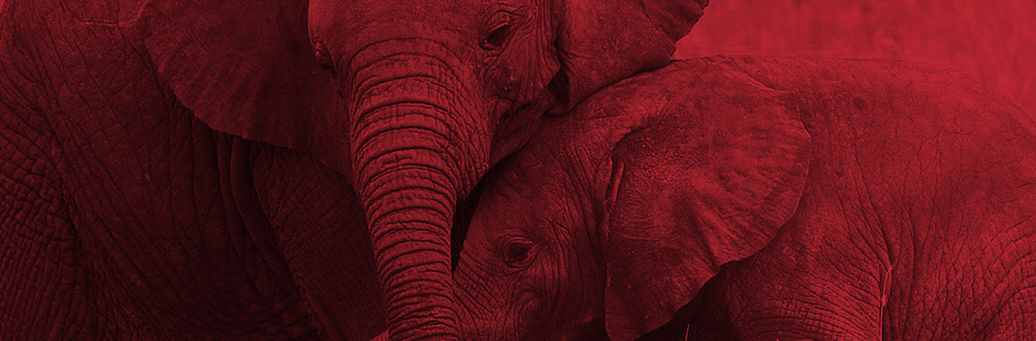 End Ivory Trade Header Image
