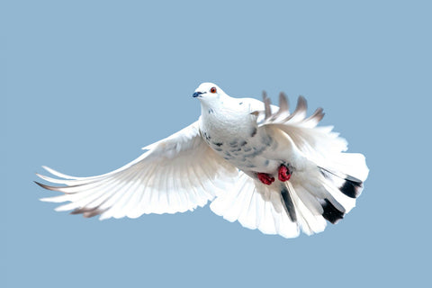 A white dove flying in the sky. The dove is a near universal symbol of peace & nonviolence, echoed in the yogic yama of Ahisma.