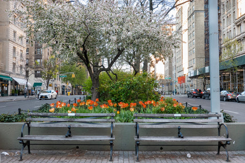 A pair of park benches with planters full of tulips behind them, New York City, 2020, by Barbara Alper