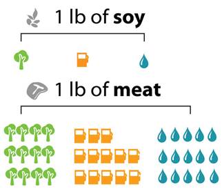 vegetarian versus meat consumer