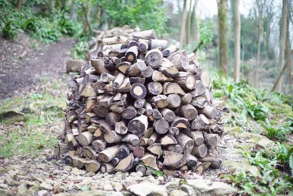 pile of logs in a forest